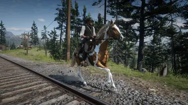 Skewbald Palomino Turkoman  (Update: 9/13/23)