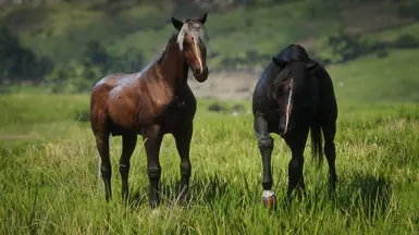 Mixed Breed Silver Bay &amp; Smoky Black