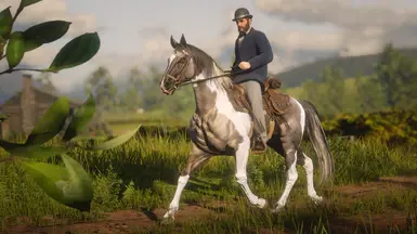 American Saddlebred Grullo Tobiano