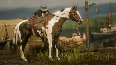 Thoroughbred Dark Bay Tobiano