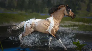 Paint Horse Cross Bay Dun Pintaloosa