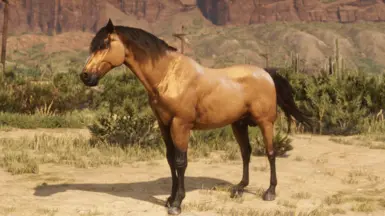 Buckskin