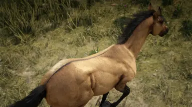 Spirit's Dorsal Stripe