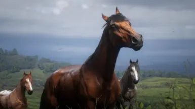 Kiger Mustang Pack Three