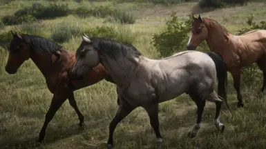 Kiger Mustang Pack Three