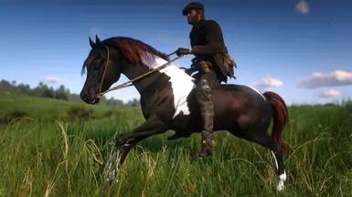 Liver Chestnut Pintabian