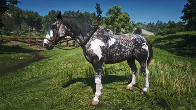 Dapple Grey Pinto Nokota