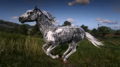 Dapple Grey Pinto Mustang