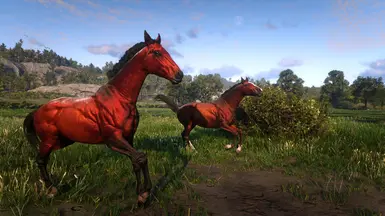 Bay Turkomon