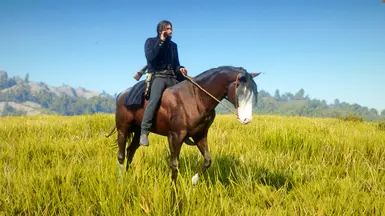 Turkoman Darkbay