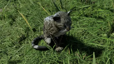 tabby