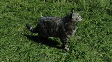 tabby