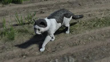 tabby bi-colored