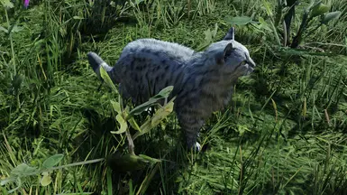tabby silver