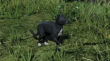 black tuxedo