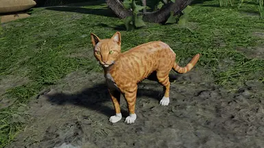 ginger tuxedo