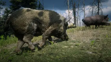 Online Wild Boars Unlocked for SP