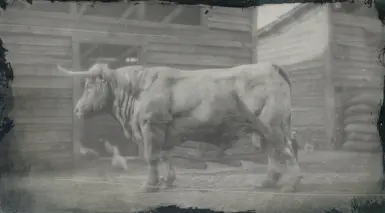 (Angus Bull)