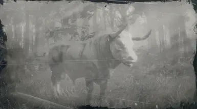 (Hereford Bull)