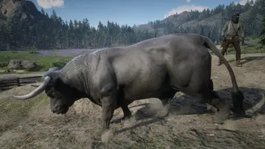 (Angus Bull)