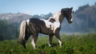 Black Tobiano