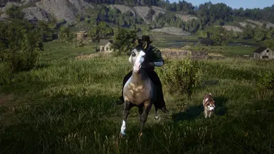 Grulla Dun