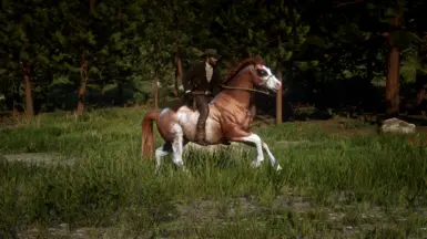 Rabicano