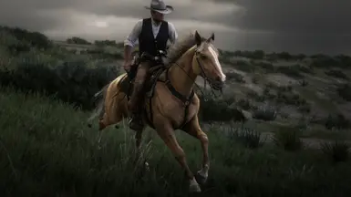 Palomino