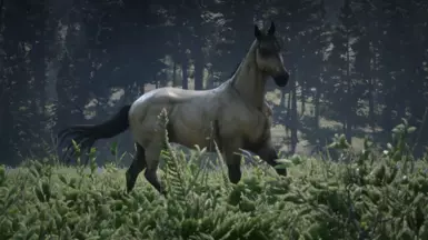 Buckskin