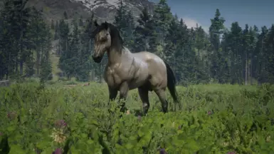 Buckskin