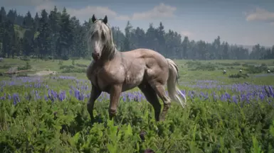 Palomino Dapple
