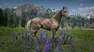 Palomino Dapple