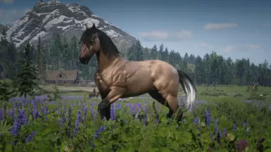 Silver Tail Buckskin
