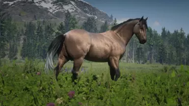 Silver Tail Buckskin