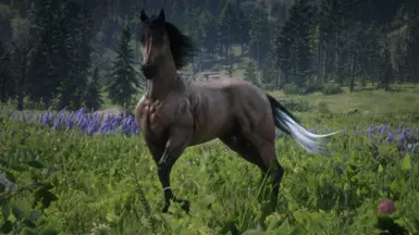 Silver Tail Buckskin