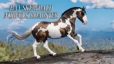 Bay Skewbald Norfolk Roadster - A True Western Beauty