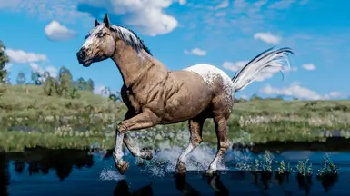 Palomino Appaloosa