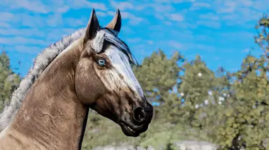 Palomino Appaloosa