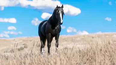 Black Blaze