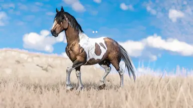 Buckskin Tobiano