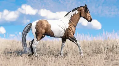 Buckskin Tobiano