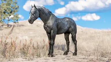 Dapple Grey