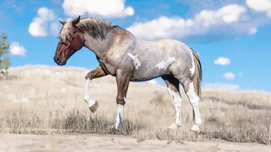 Red Roan Paint