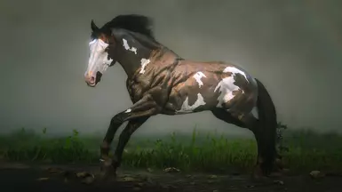 Bay Roan Overo