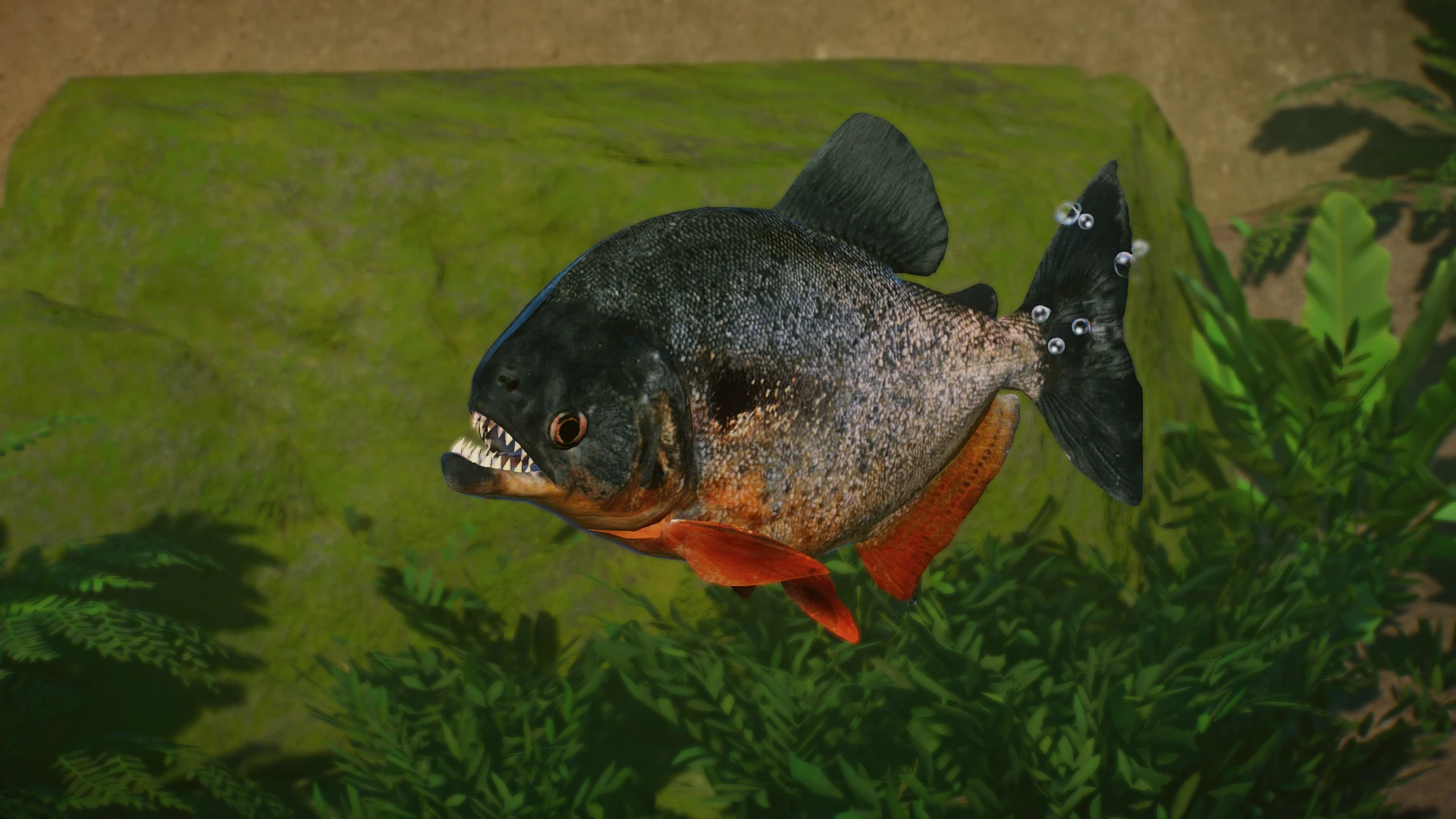 Black-Spotted Piranha - New Species (1.13) at Planet Zoo Nexus - Mods ...