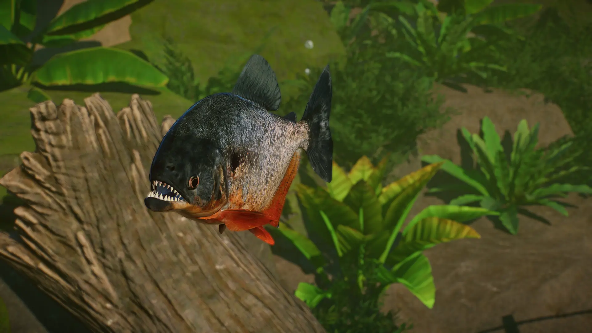 Black-Spotted Piranha - New Species (1.13) at Planet Zoo Nexus - Mods ...