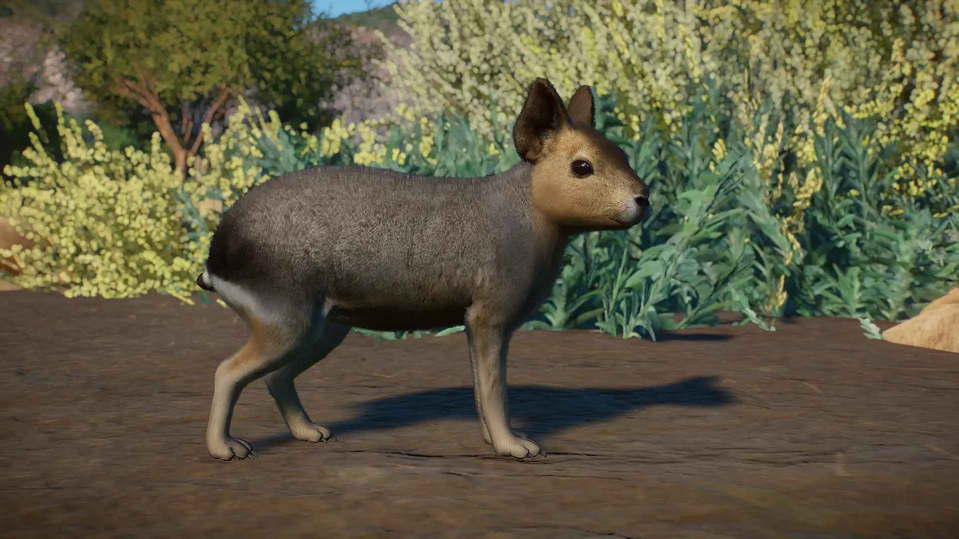 Patagonian Mara - New Species (1.16) at Planet Zoo Nexus - Mods and ...