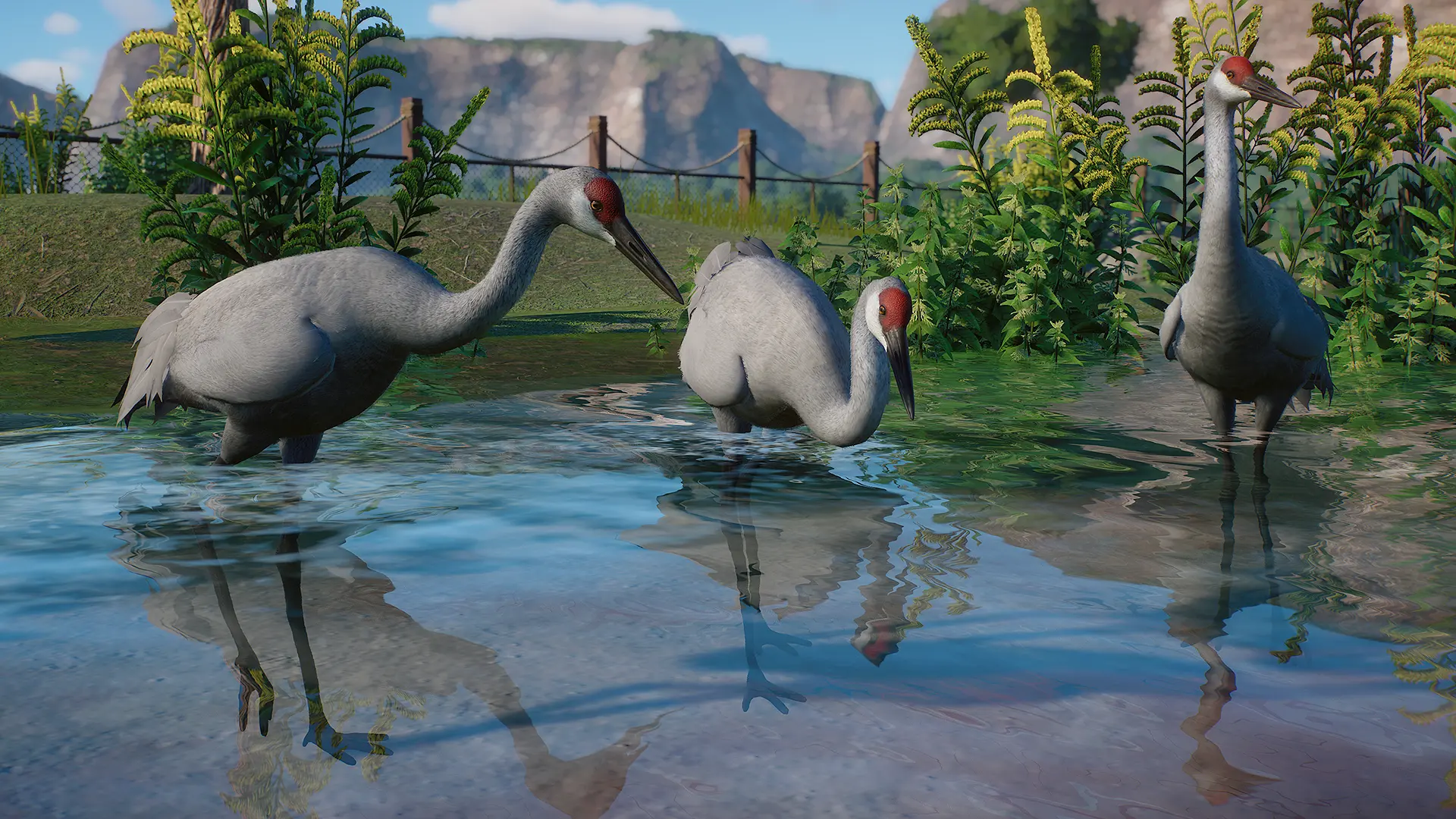 Sandhill Crane - New Species (1.13) at Planet Zoo Nexus - Mods and ...