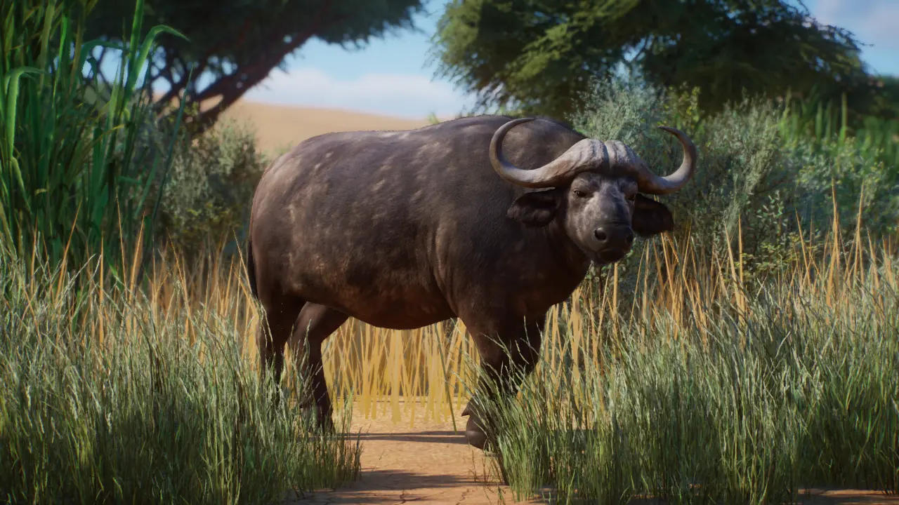 African Buffalo Remaster (1.12) at Planet Zoo Nexus - Mods and community