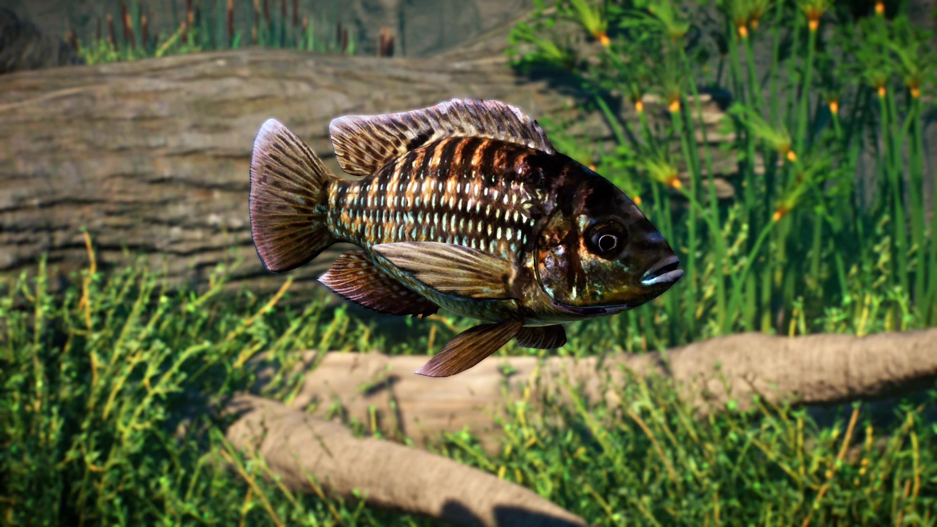 Banded Tilapia - New Species (1.12) at Planet Zoo Nexus - Mods and ...